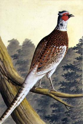 White Pheasant c.1740  on