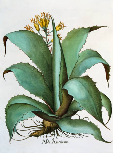 American Aloe: Aloe Americana, from the 'Hortus Eystettensis' by Basil Besler (1561-1629), pub. 1613 von German School, (17th century)