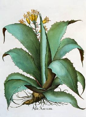 American Aloe: Aloe Americana, from the 'Hortus Eystettensis' by Basil Besler (1561-1629), pub. 1613 1838