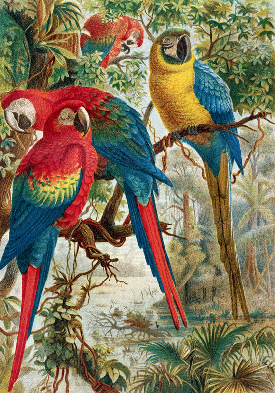 Macaws, plate from Brehms Tierleben: Allgemeine Kunde des Tierreichs, vol.5, p.60, published by Bibl von German School, (19th century)