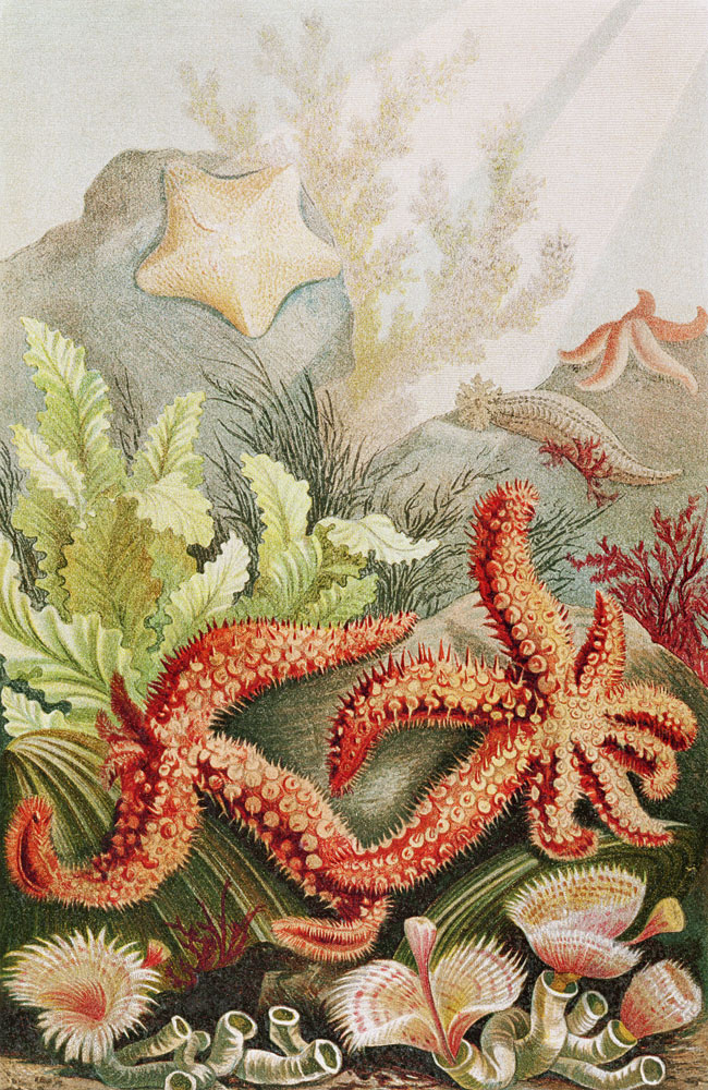 Starfish, plate from Brehms Tierleben: Allgemeine Kunde des Tierreichs, vol.10, p.528, published by von German School, (19th century)