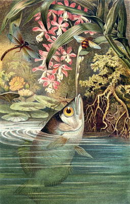 Archerfish, plate from Brehms Tierleben: Allgemeine Kunde des Tierreichs, vol.8, p.49, published by von German School, (19th century)