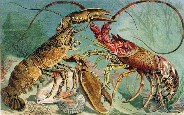 Lobster and Spiny Lobster, plate from Brehms Tierleben: Allgemeine Kunde des Tierreichs, vol.10, p.4 von German School, (19th century)