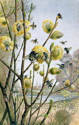 Spring in the Insect World, plate from Brehms Tierleben: Allgemeine Kunde des Tierreichs, vol.9, p.2 von German School, (19th century)