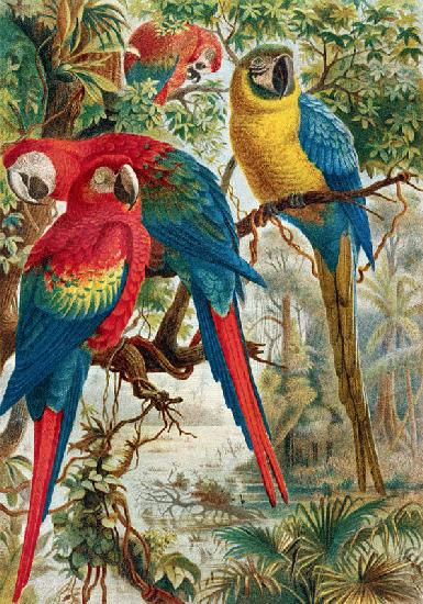 Macaws, plate from Brehms Tierleben: Allgemeine Kunde des Tierreichs, vol.5, p.60, published by Bibl 18th
