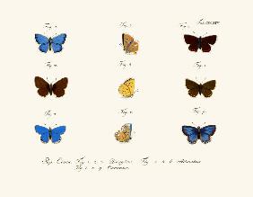 Butterflies 1783-1806