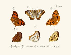 Butterflies 1783-1806