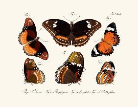 Butterflies 1783-1806