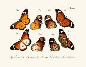 Butterflies 1783-1806