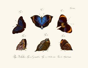 Butterflies 1783-1806