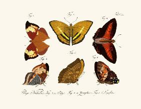 Butterflies 1783-1806