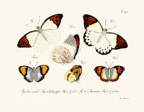 Butterflies 1783-1806