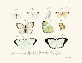 Butterflies 1783-1806