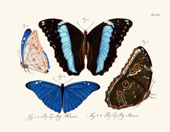 Butterflies von German School, (18th century)