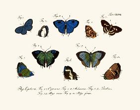 Butterflies 1783-1806