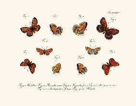 Butterflies 1783-1806