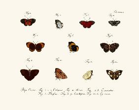 Butterflies 1783-1806