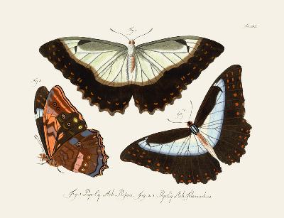 Butterflies 1783-1806