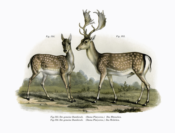 Fallow Deer von German School, (19th century)