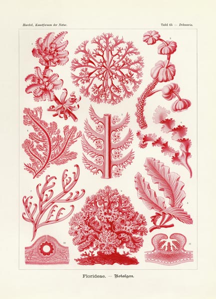 Florideae or Rhodophyceae von German School, (19th century)