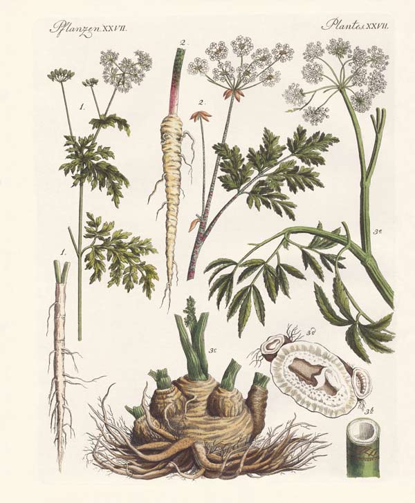 Poisonous German plants von German School, (19th century)