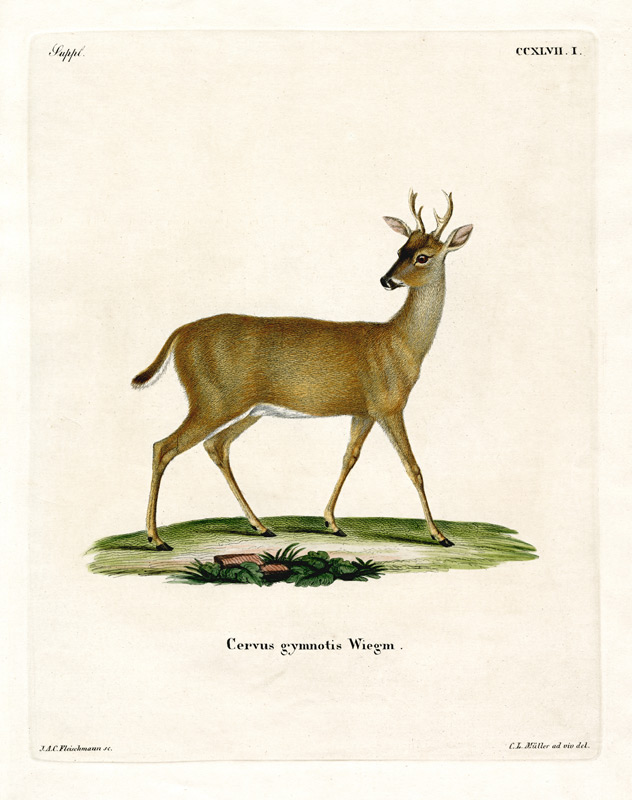 Virginian Deer von German School, (19th century)