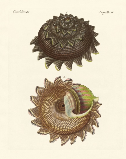 A rare mollusk shell of the South Sea von German School, (19th century)
