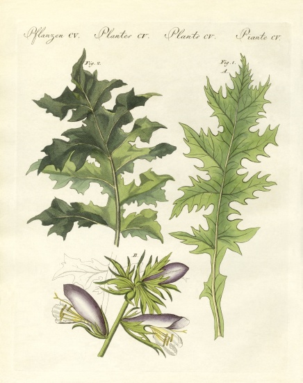 Acanthus plants von German School, (19th century)