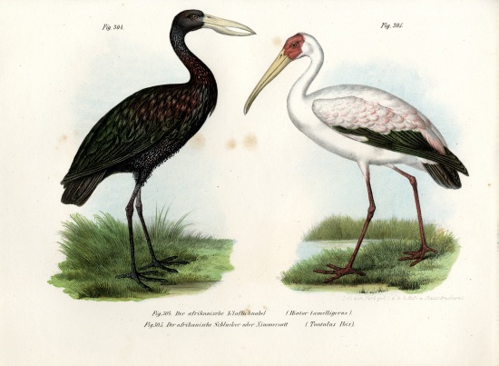 African Openbill Stork von German School, (19th century)