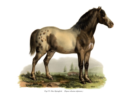 Alpine Horse von German School, (19th century)
