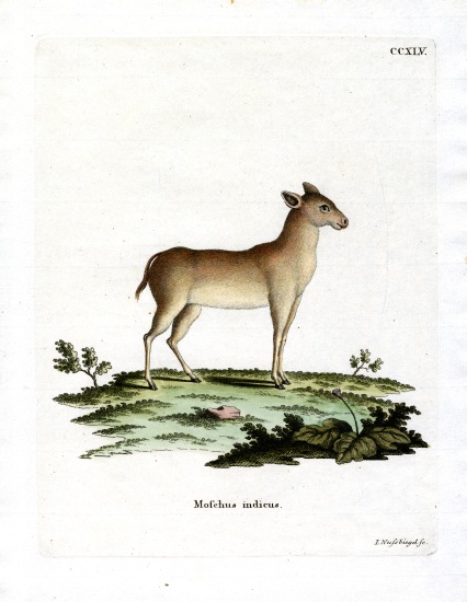 Alpine Musk Deer von German School, (19th century)