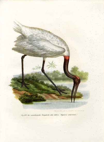 American Wood Ibis von German School, (19th century)