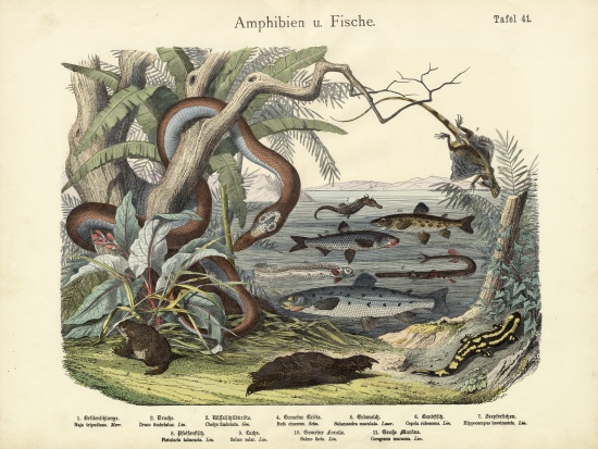 Amphibians and Fishes, c.1860 von German School, (19th century)