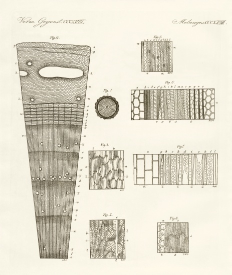 Anatomy of wood von German School, (19th century)