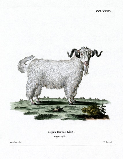 Angora Goat von German School, (19th century)