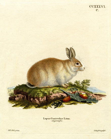 Angora Rabbit von German School, (19th century)