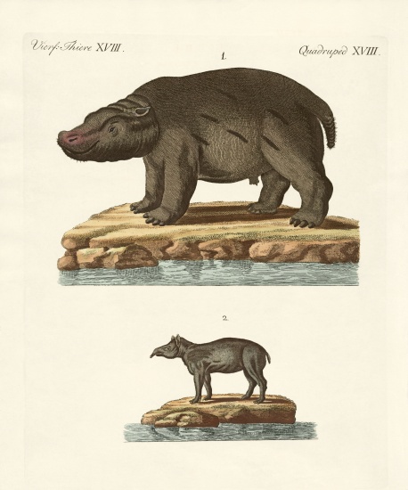 Animals from hot countries von German School, (19th century)