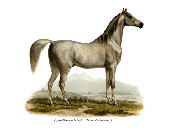 Arabian Horse von German School, (19th century)