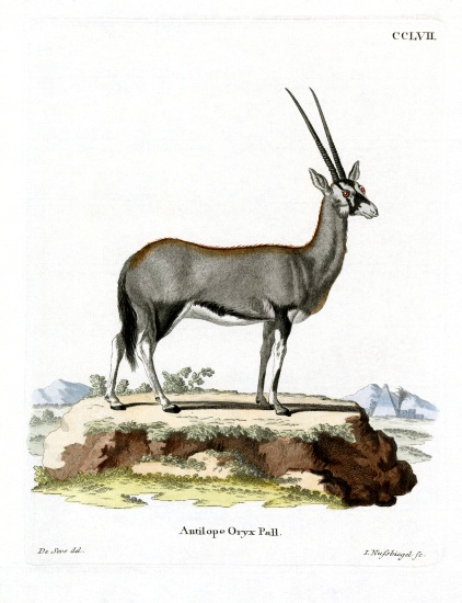 Arabian Oryx von German School, (19th century)