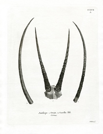 Arabian Oryx Horns von German School, (19th century)
