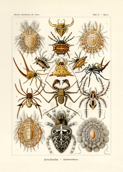 Arachnida von German School, (19th century)