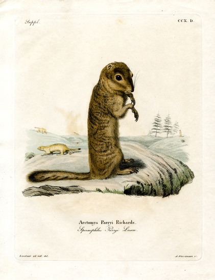 Arctic Ground Squirrel von German School, (19th century)
