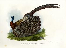 Argus Pheasant 1864