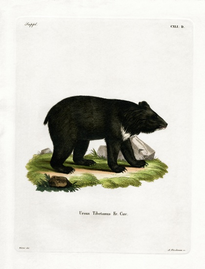 Asian Black Bear von German School, (19th century)