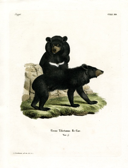 Asian Black Bear von German School, (19th century)