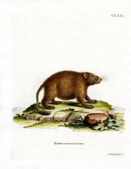Asiatic Brush-tailed Porcupine von German School, (19th century)