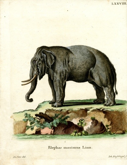 Asiatic Elephant von German School, (19th century)