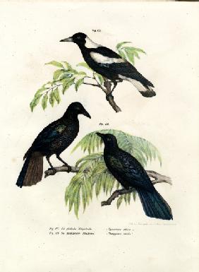Australian Magpie 1864