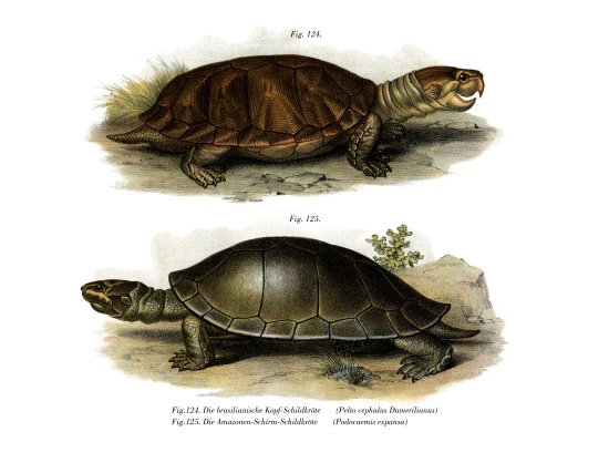 Big-headed Amazon River Turtle von German School, (19th century)