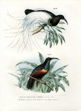 Bird of Paradise 1864